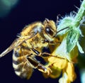 Image of macro of honeybee with detail perched on yellow flower on green background