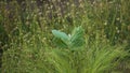 An image of madar plant, Calotropis or milkweeds