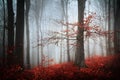 Beautiful forest during autumn