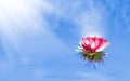 magic lotus flower on the water Royalty Free Stock Photo