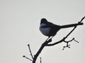 Magpie silhouette in a tree