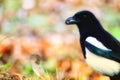 Magpie holding a nut in its beak Royalty Free Stock Photo