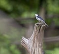 Image of a magpie.