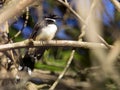 Image of magpie perched on tree branch.