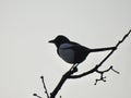 Magpie perched in a tree in silhouette Royalty Free Stock Photo