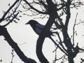 Magpie perched in a tree silhouette Royalty Free Stock Photo