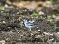 Image of a magpie.