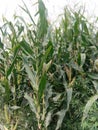 The image of maize plant or corn plant from an agricultural farm.