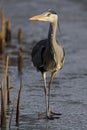 Image of a majestic Grey Heron standing tall in its natural habitat