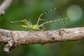 Image of Malagasy green lynx spider. Royalty Free Stock Photo