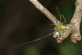 Image of Malagasy green lynx spider Peucetia madagascariensis Royalty Free Stock Photo