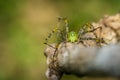 Image of Malagasy green lynx spider Peucetia madagascariensis
