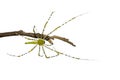 Image of Malagasy green lynx spider Peucetia madagascariensis