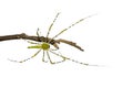 Image of Malagasy green lynx spider Peucetia madagascariensis Royalty Free Stock Photo