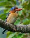 An image male banded kingfisher