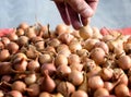 Hand Picking Onion Sets for Planting