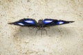 Image of Male Danaid Eggfly Butterfly on nature background.