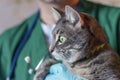 Image of male doctor veterinarian with stethoscope is holding cute grey cat on hands at vet clinic. Royalty Free Stock Photo