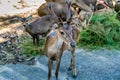 Eld`s deer Royalty Free Stock Photo