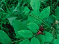 Image of male and female green beetle mating on a green leaf, Locust, insect, animal