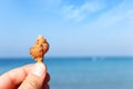 image of male hand holding seashell at seascape and blue sky background