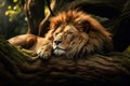 Image of male lion sleeping lying in the forest. Wildlife Animals