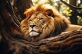 Image of male lion sleeping lying in the forest. Wildlife Animals