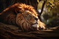 Image of male lion sleeping lying in the forest. Wildlife Animals