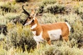 Pronghorn Antelope Yellowstone National Park Royalty Free Stock Photo