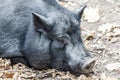 Image mammal pet pig in a black enclosure Royalty Free Stock Photo