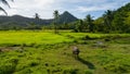 an image of a man riding on the back of a bull Royalty Free Stock Photo