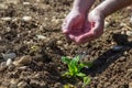 Image of a man's hands pouring water on a small seedling.