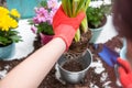 Image of man`s hands in red gloves transplanting flower Royalty Free Stock Photo