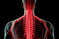 An image of a mans back with a red skeleton highlighted, showing the skeletal structure, human spine and spinal cord in red, xray Royalty Free Stock Photo