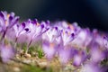 Many beautiful crocus flowers in the meadow. Royalty Free Stock Photo