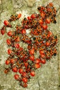 Image of many beetles