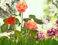 Image of many flowers in the grass against the sky background closeup Royalty Free Stock Photo