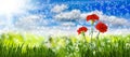 Image of many flowers in the grass against the sky background closeup Royalty Free Stock Photo