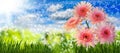 Image of many flowers in the grass against the sky background closeup Royalty Free Stock Photo