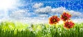 Image of many flowers in the grass against the sky background closeup Royalty Free Stock Photo