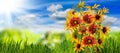 Image of many flowers in the grass against the sky background closeup Royalty Free Stock Photo