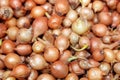 Onion seeds Royalty Free Stock Photo