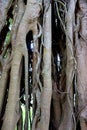 Closeup winding Intertwined Hanging Roots Royalty Free Stock Photo