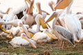 Grouping of many great white pelicans by the Boteti River