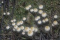 Many of the wild Panaeolus cyanescens mushrooms.