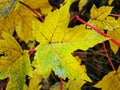 An image of maple greenish yellow autumn leaves