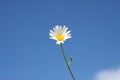 marguerite flower and the blue sky background