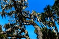 Live Oak Tree with Spanish Moss Royalty Free Stock Photo