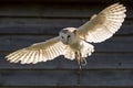 Barn owl in flight backlit with strong sunlight Royalty Free Stock Photo