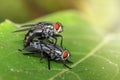 Image of mating flies on green leaves. Insect. Animal